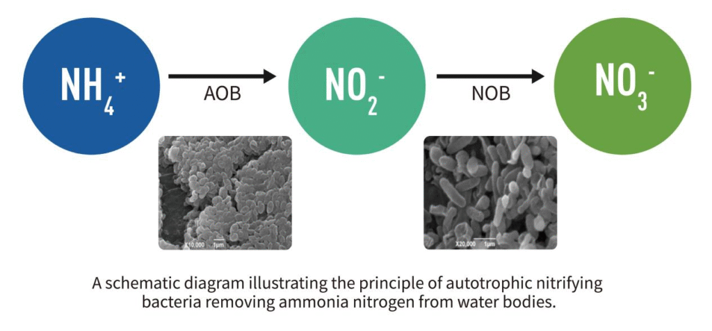 bio fand full process autotrophic microbial nitrogen removal technology